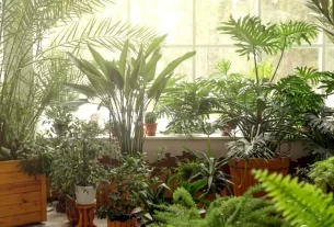 7 Plantas Surpreendentes Que Purificam o Ar e Melhoram a Saúde Naturalmente