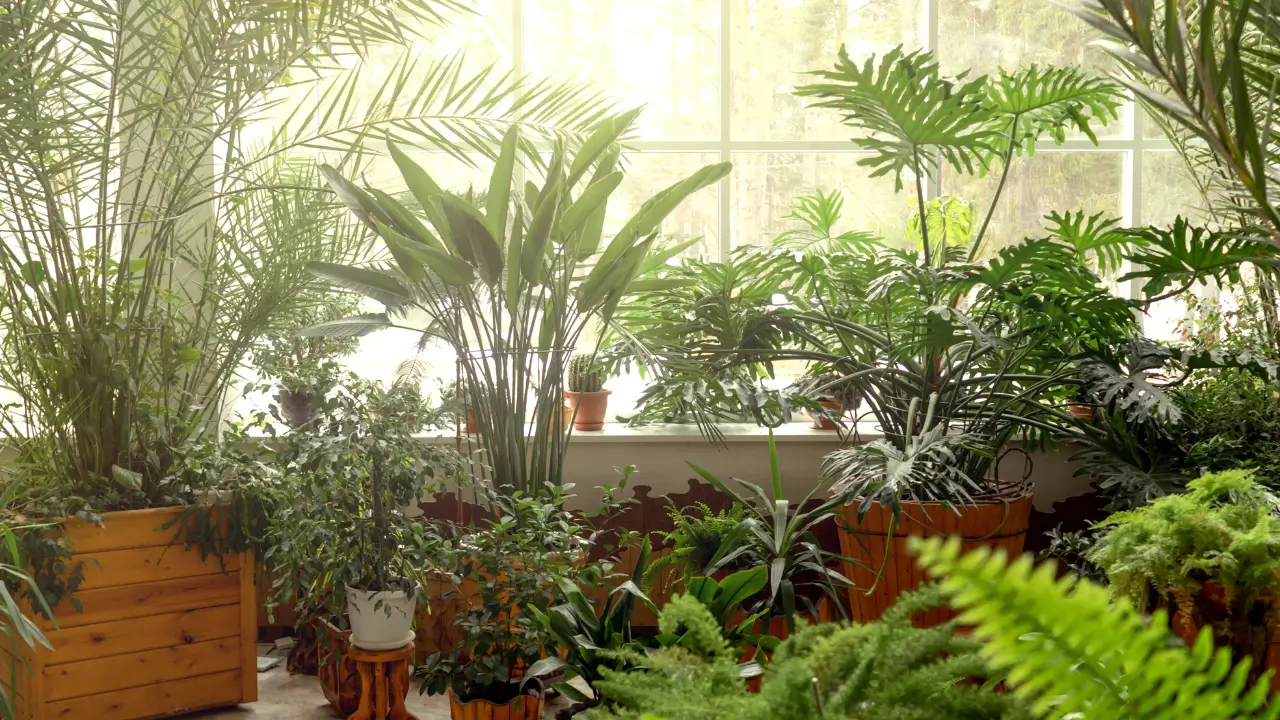 7 Plantas Surpreendentes Que Purificam o Ar e Melhoram a Saúde Naturalmente