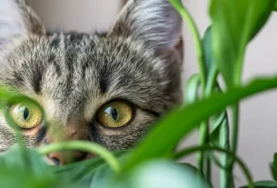Guia Completo de Plantas Seguras e Tóxicas para Cães e Gatos Proteja Seus Pets com Estas Dicas Essenciais