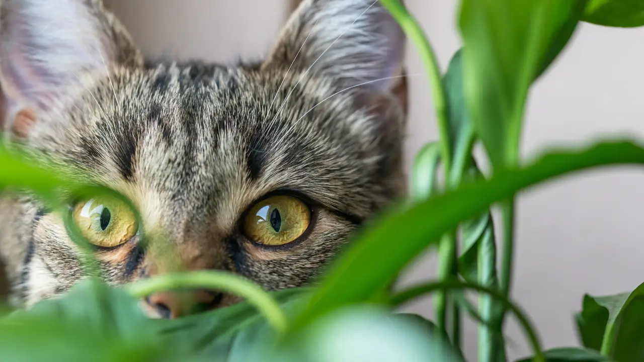 Guia Completo de Plantas Seguras e Tóxicas para Cães e Gatos: Proteja Seus Pets com Estas Dicas Essenciais