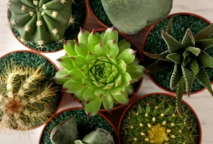 Plantas Que Precisam de Pouca Água Guia Completo Para Cultivo Sustentável