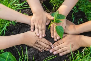 10 Jogos com Plantas que Ensinam e Divertem as Crianças com Jardinagem