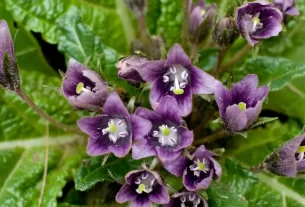 A Flor de Mandrágora Mitos Antigos sobre Magia e Poderes Ocultos