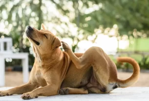 Adeus Pulgas e Carrapatos! Descubra as Melhores Plantas para Proteger Seu Pet Naturalmente