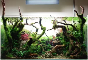 Aquascaping é uma técnica inovadora que une o melhor do aquarismo e da jardinagem para criar verdadeiros jardins subaquáticos.