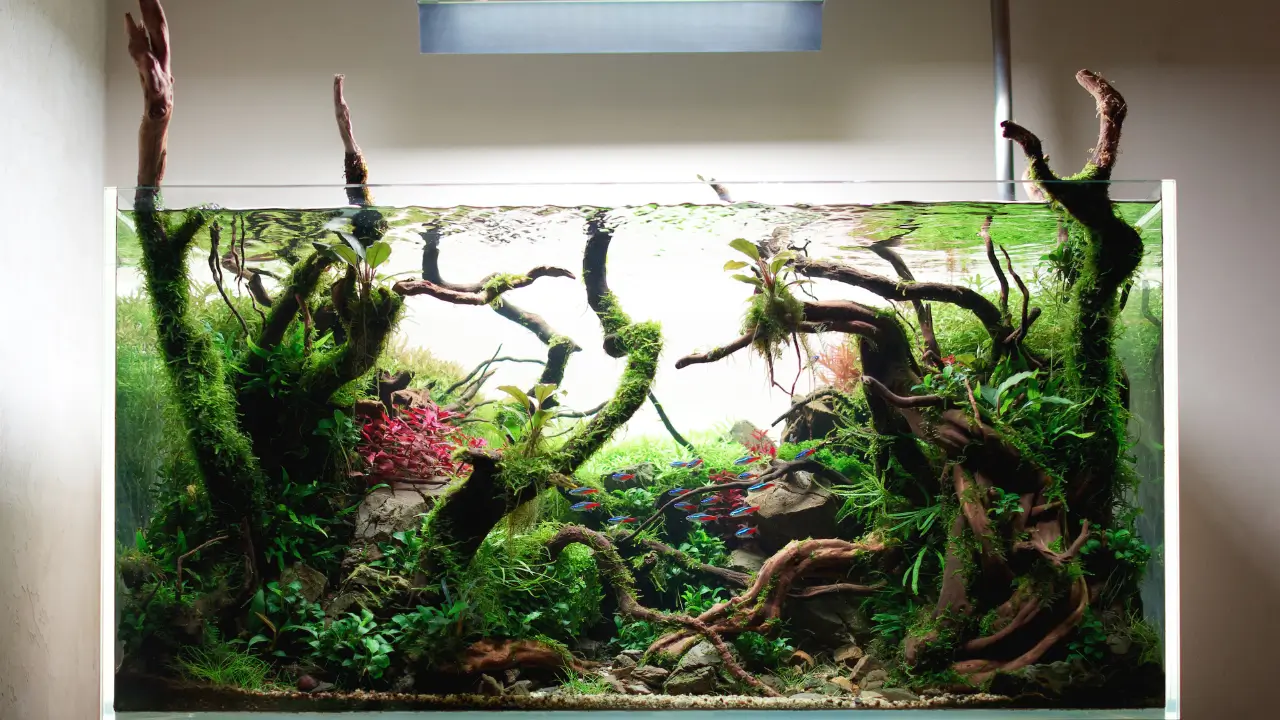 Aquascaping é uma técnica inovadora que une o melhor do aquarismo e da jardinagem para criar verdadeiros jardins subaquáticos.