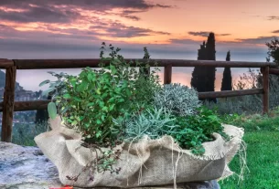 As 10 Melhores Plantas Aromáticas para Relaxamento e Redução do Estresse