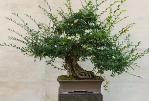 Bonsai para Iniciantes Guia Completo de Poda e Modelagem Passo a Passo