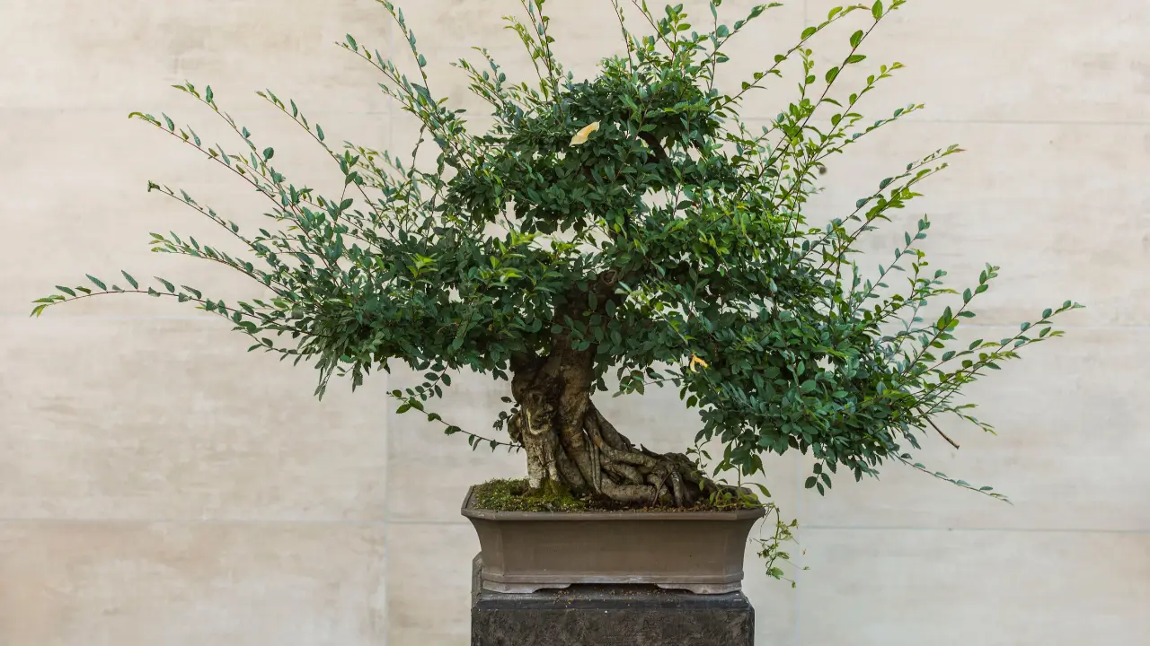 Bonsai para Iniciantes Guia Completo de Poda e Modelagem Passo a Passo