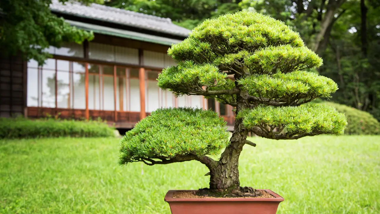 Bonsai para Iniciantes 7 Espécies Fáceis de Cuidar e Perfeitas para Ambientes Internos