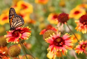 Como Atrair Borboletas e Pássaros para o Jardim com as Espécies Certas