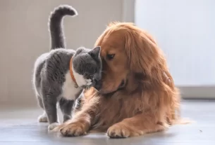 Como Fazer Brinquedos com Ervas Naturais para Entreter Seu Pet