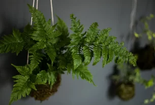 Como Fazer Kokedama Guia Completo e Passo a Passo para Iniciantes