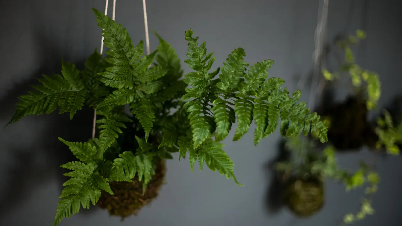 Como Fazer Kokedama Guia Completo e Passo a Passo para Iniciantes