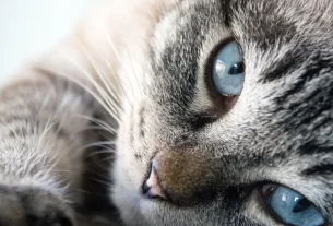 Como Manter Seus Pets Longe das Plantas 5 Soluções Naturais e Seguras