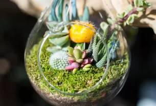 Como Montar Terrários Fechados ou Abertos Guia Prático e Completo