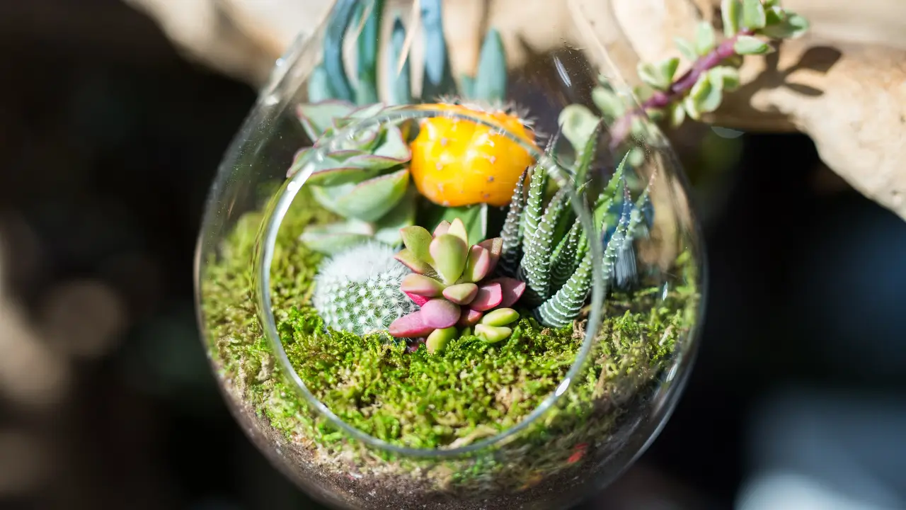 Como Montar Terrários Fechados ou Abertos Guia Prático e Completo