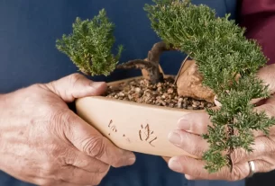 Como Preparar o Substrato Ideal para Bonsais Tropicais e Evitar Erros Comuns