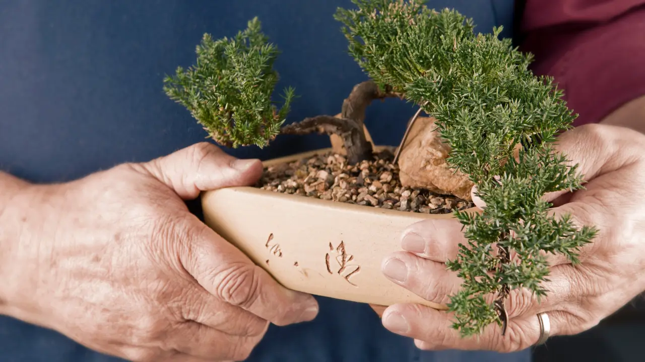 Como Preparar o Substrato Ideal para Bonsais Tropicais e Evitar Erros Comuns