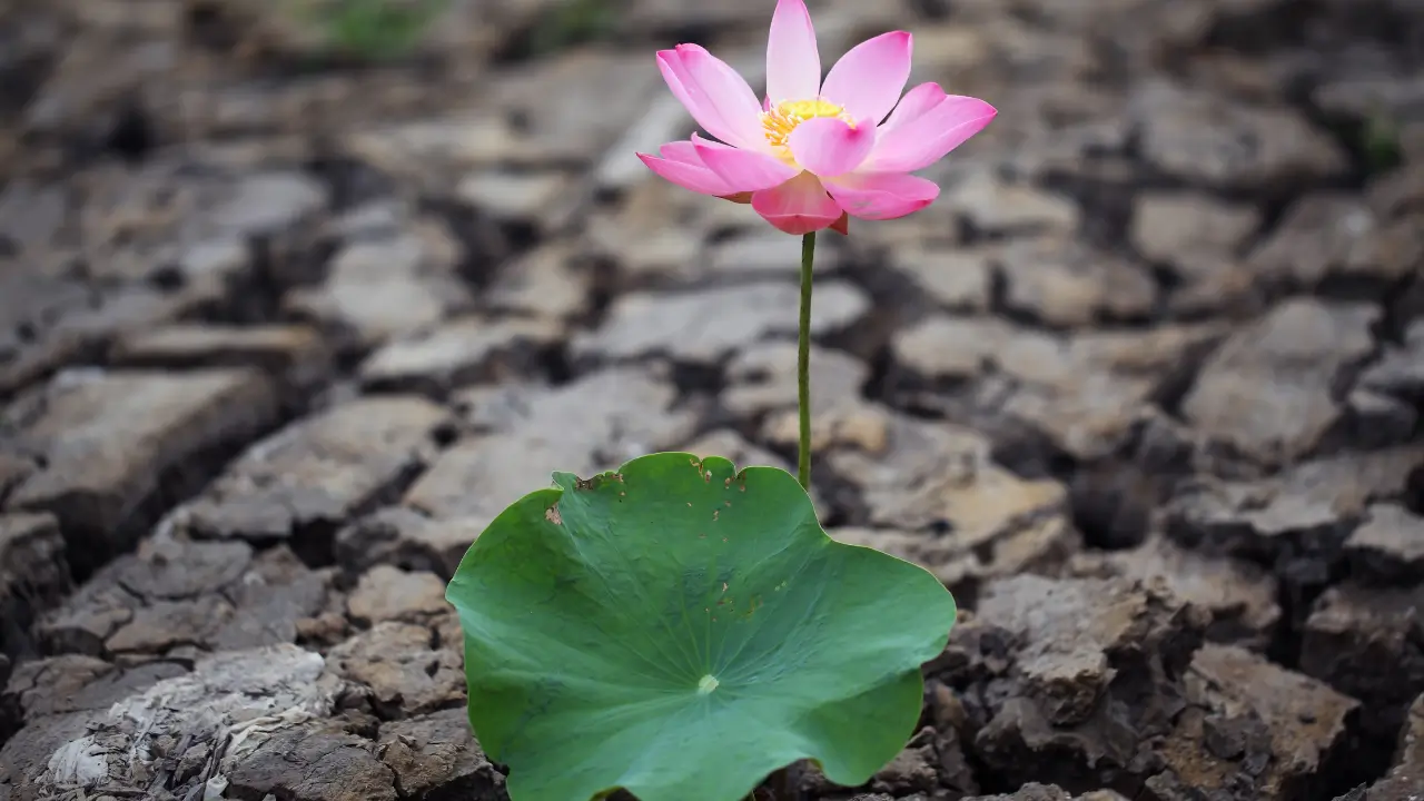 Da Lama à Luz A Flor de Lótus e Sua Lenda de Renascimento e Iluminação