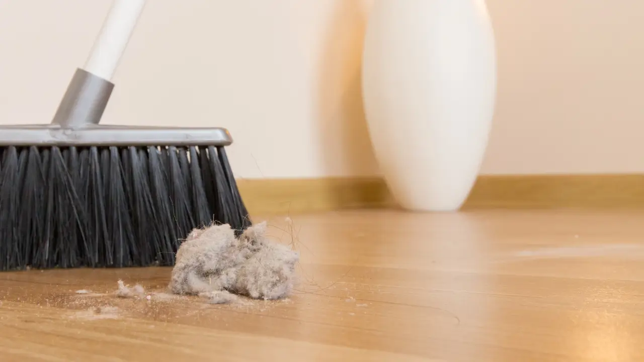 Descubra as Melhores Plantas para Reduzir a Poeira e Melhorar a Qualidade do Ar