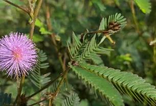 Dormideira Por Que Essa Planta Fecha as Folhas ao Tocar