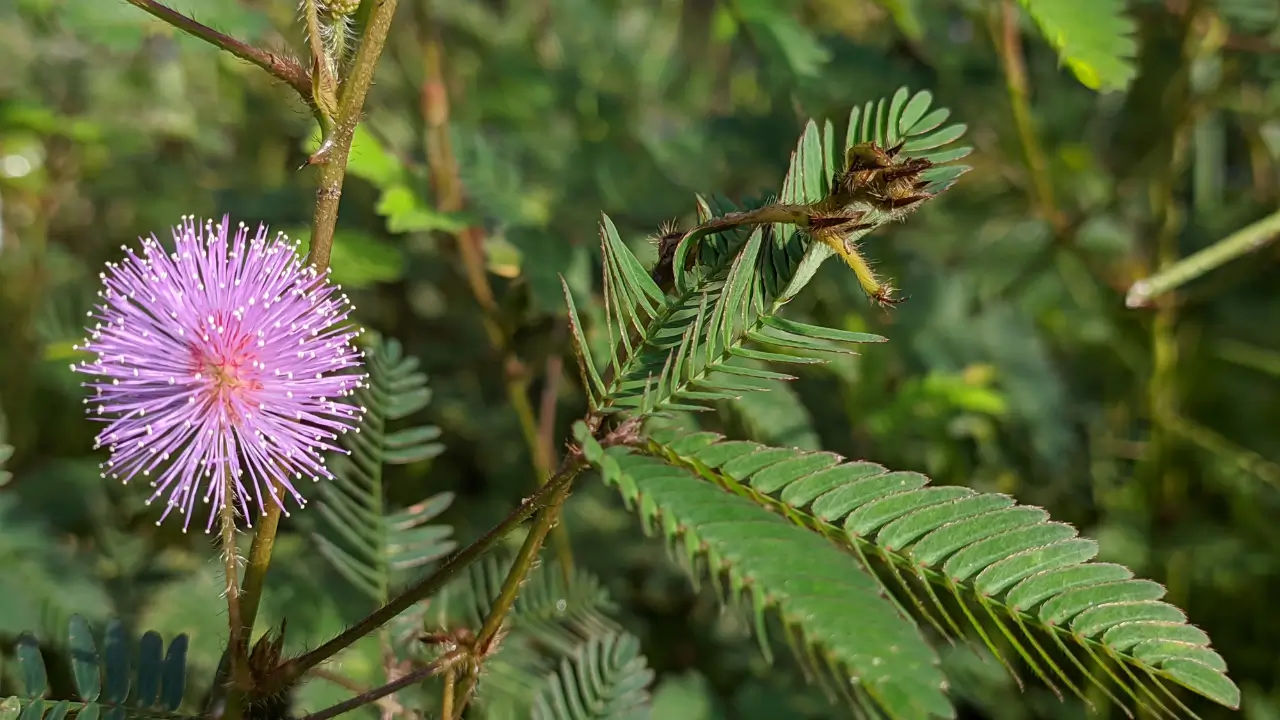 Dormideira Por Que Essa Planta Fecha as Folhas ao Tocar