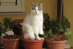 Guia Completo De Técnicas Práticas Para Proteger Vasos E Canteiros Dos Pets