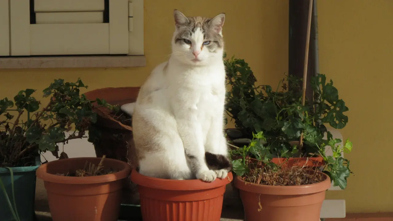 Guia Completo De Técnicas Práticas Para Proteger Vasos E Canteiros Dos Pets