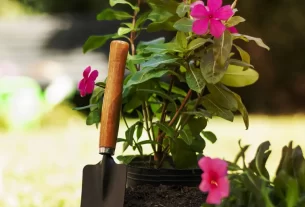 Guia Completo de Irrigação e Adubação Para Jardins Compactos e Saudáveis