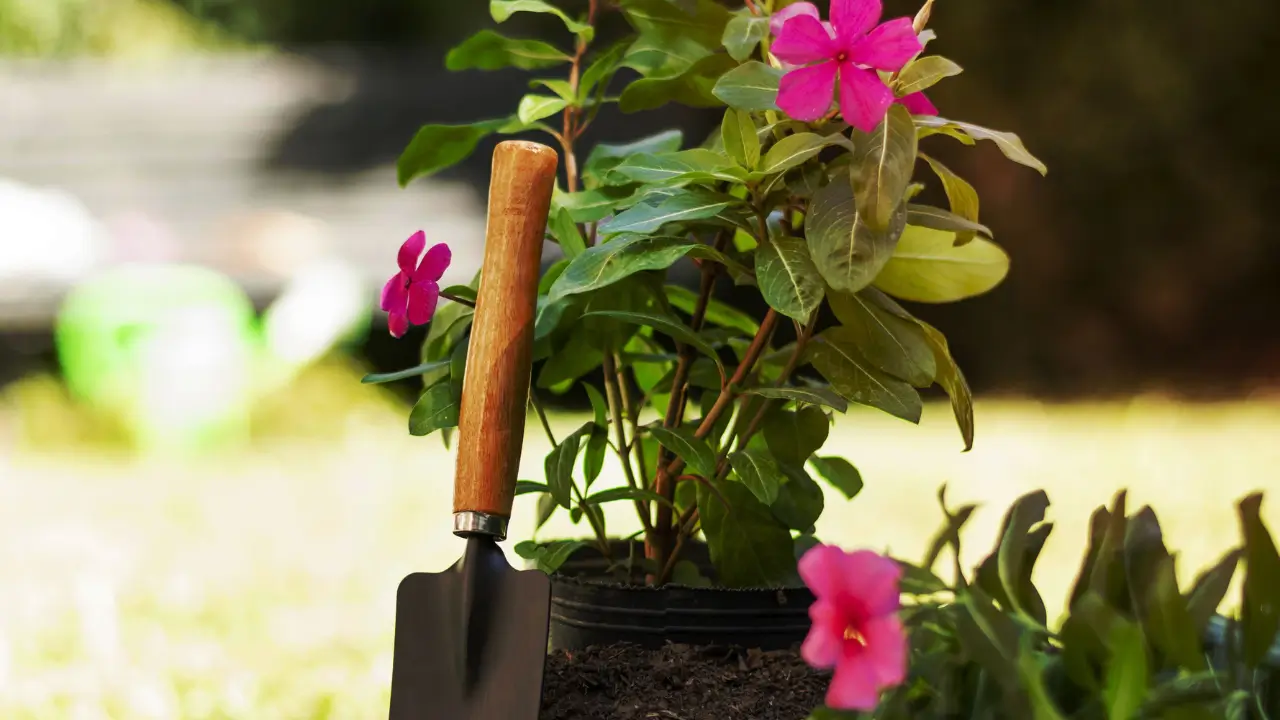 Guia Completo de Irrigação e Adubação Para Jardins Compactos e Saudáveis