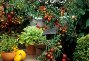 Horta Vertical no Seu Apartamento Como Montar, Manter e Colher Alimentos Frescos o Ano Todo