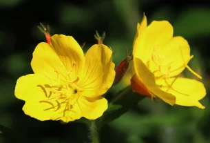 Jardim Noturno 10 Flores Que Se Abrem à Noite e Encantam Polinizadores