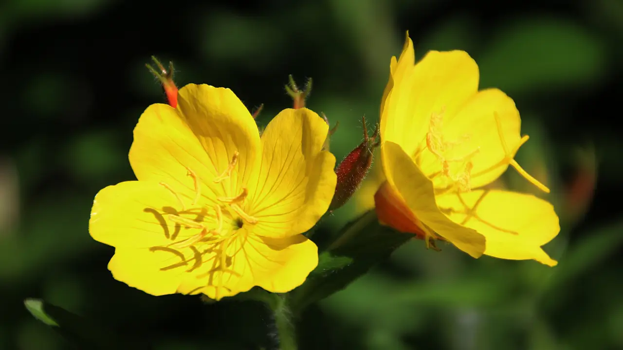 Jardim Noturno 10 Flores Que Se Abrem à Noite e Encantam Polinizadores