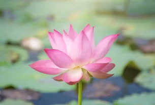 Mindfulness no Jardim 5 Maneiras de Encontrar Calma entre as Flores