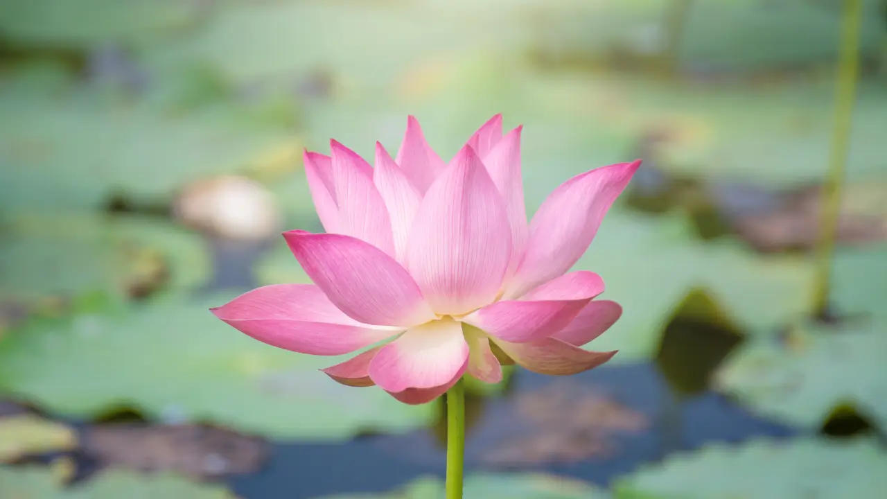 Mindfulness no Jardim 5 Maneiras de Encontrar Calma entre as Flores