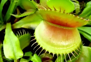 Plantas Carnívoras Como Elas Caçam e Sobrevivem em Solos Pobres