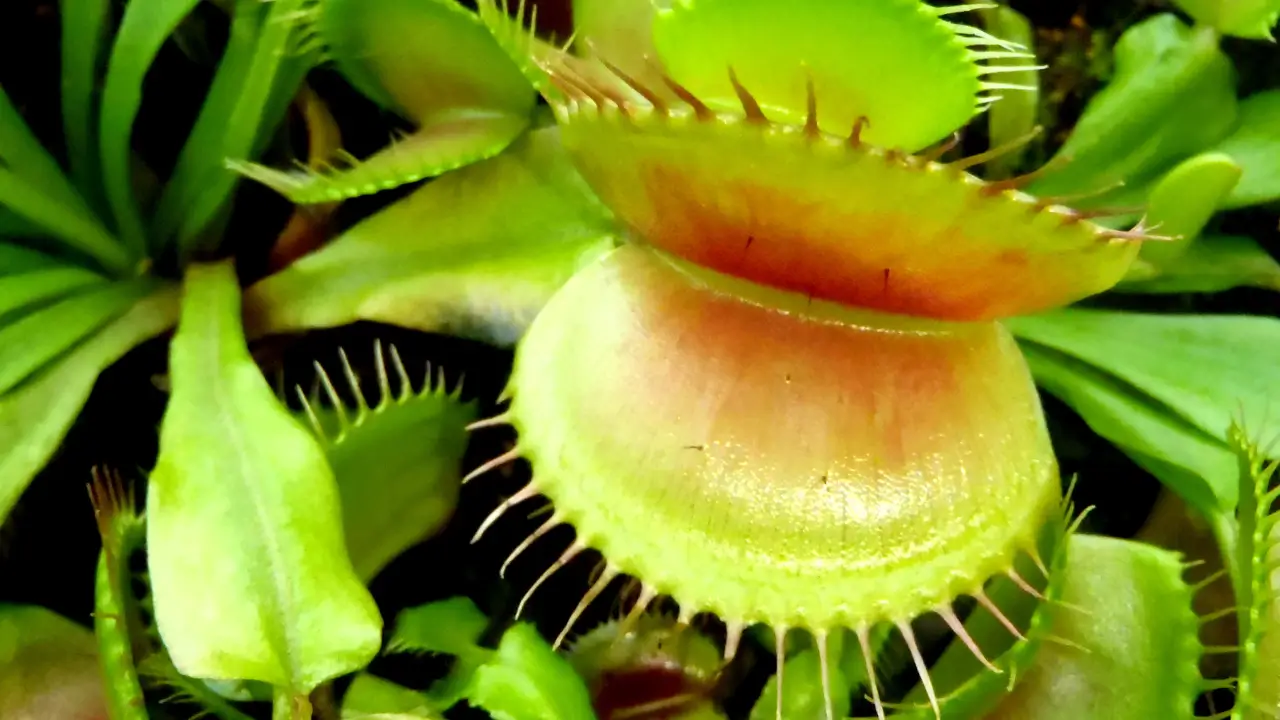 Plantas Carnívoras Como Elas Caçam e Sobrevivem em Solos Pobres
