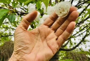 Plantas Sentem Vibrações e Mudam de Comportamento