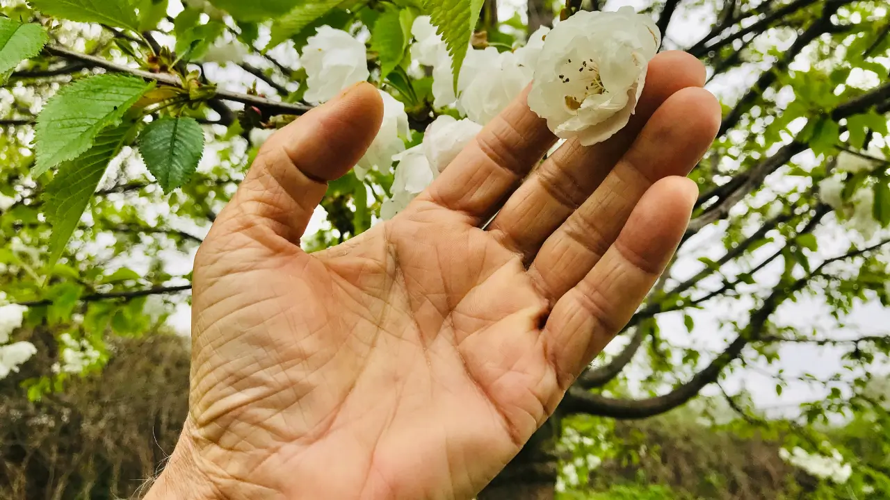 Plantas Sentem Vibrações e Mudam de Comportamento