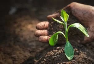 Por Que o Solo é a Chave Entenda Sua Influência na Saúde e Beleza das Plantas