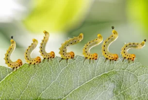 Pragas nas Plantas Descubra Como Eliminar Sem Usar Pesticidas!