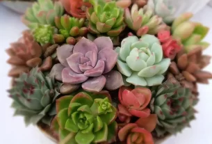 Suculentas Raras O Segredo para Manter as Plantas Vibrantes e Cheias de Vida