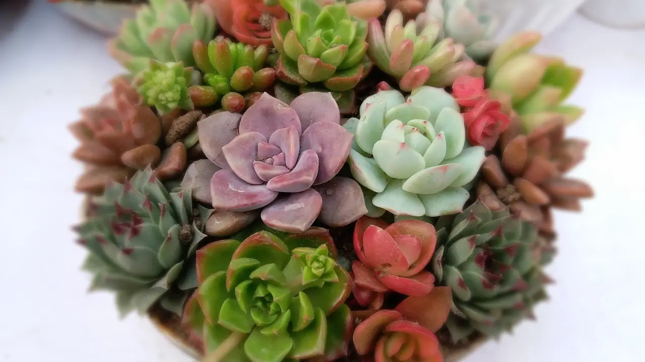 Suculentas Raras O Segredo para Manter as Plantas Vibrantes e Cheias de Vida
