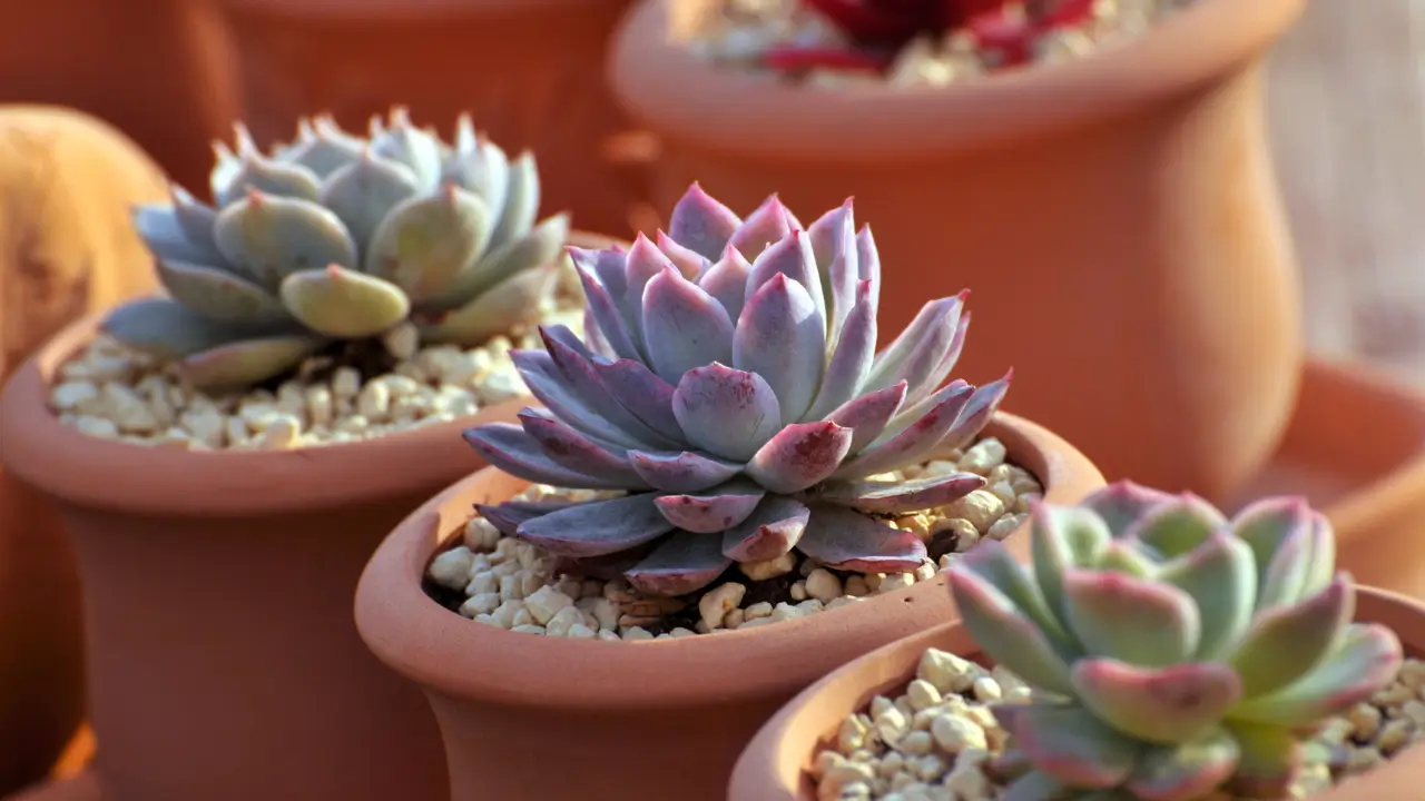 Suculentas Saudáveis ​​o Ano Todo Como Prevenir Doenças Comuns sem Complicação