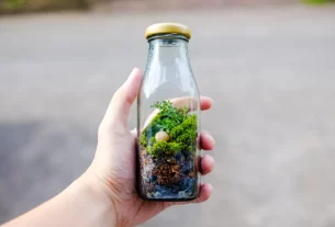 Terrário Livre de Mofo e Pragas 5 Estratégias Naturais e Infalíveis