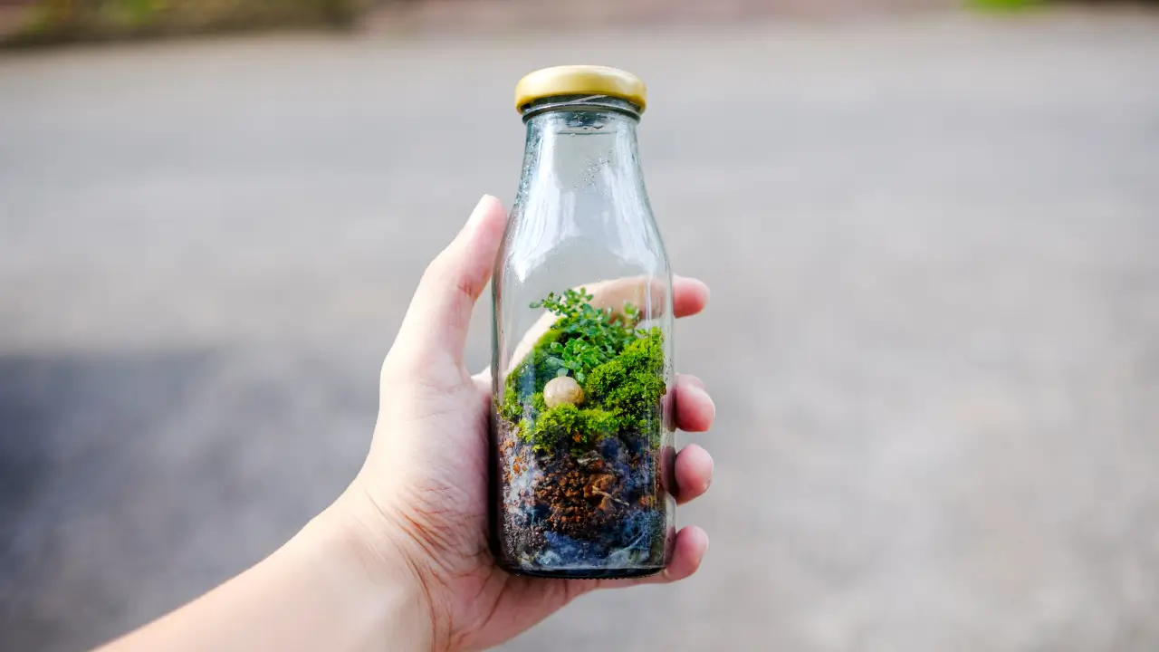 Terrário Livre de Mofo e Pragas 5 Estratégias Naturais e Infalíveis