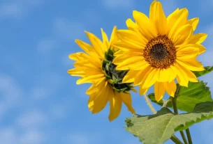 Você Sabia que o Girassol é um Símbolo de Esperança e Amor em Várias Culturas Descubra a Lenda!