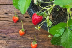 Como Plantar Morango em Vaso Guia Prático para Iniciantes