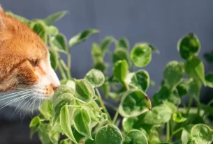 Evite Essas 6 Plantas com Cheiros Fortes que Podem Deixar seu Pet Agitado e Estressado